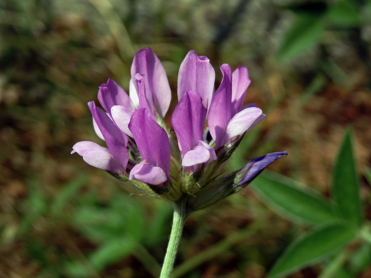 Bituminárie modrá (Bituminaria bituminosa (L.) Stirton)