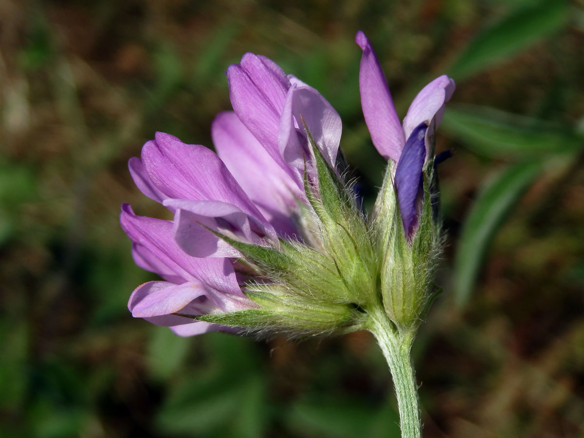 Bituminárie modrá (Bituminaria bituminosa (L.) Stirton)