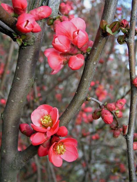 Kdoulovec ozdobný (Chaenomeles speciosa (Sweet) Nakai)