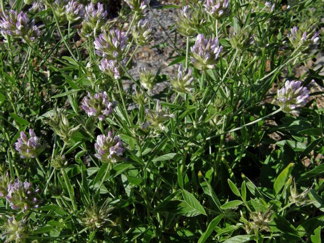 Bituminárie modrá (Bituminaria bituminosa (L.) Stirton)