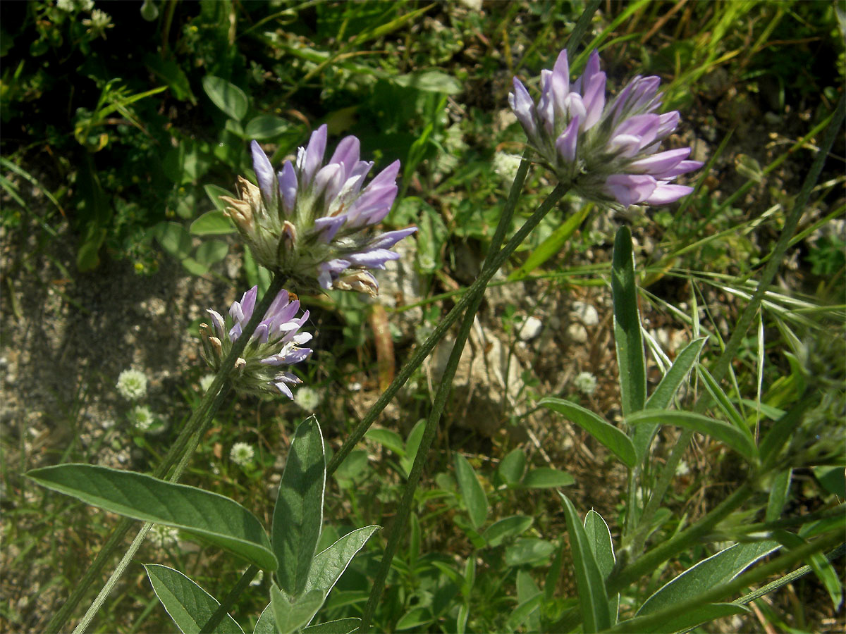 Bituminárie modrá (Bituminaria bituminosa (L.) Stirton)