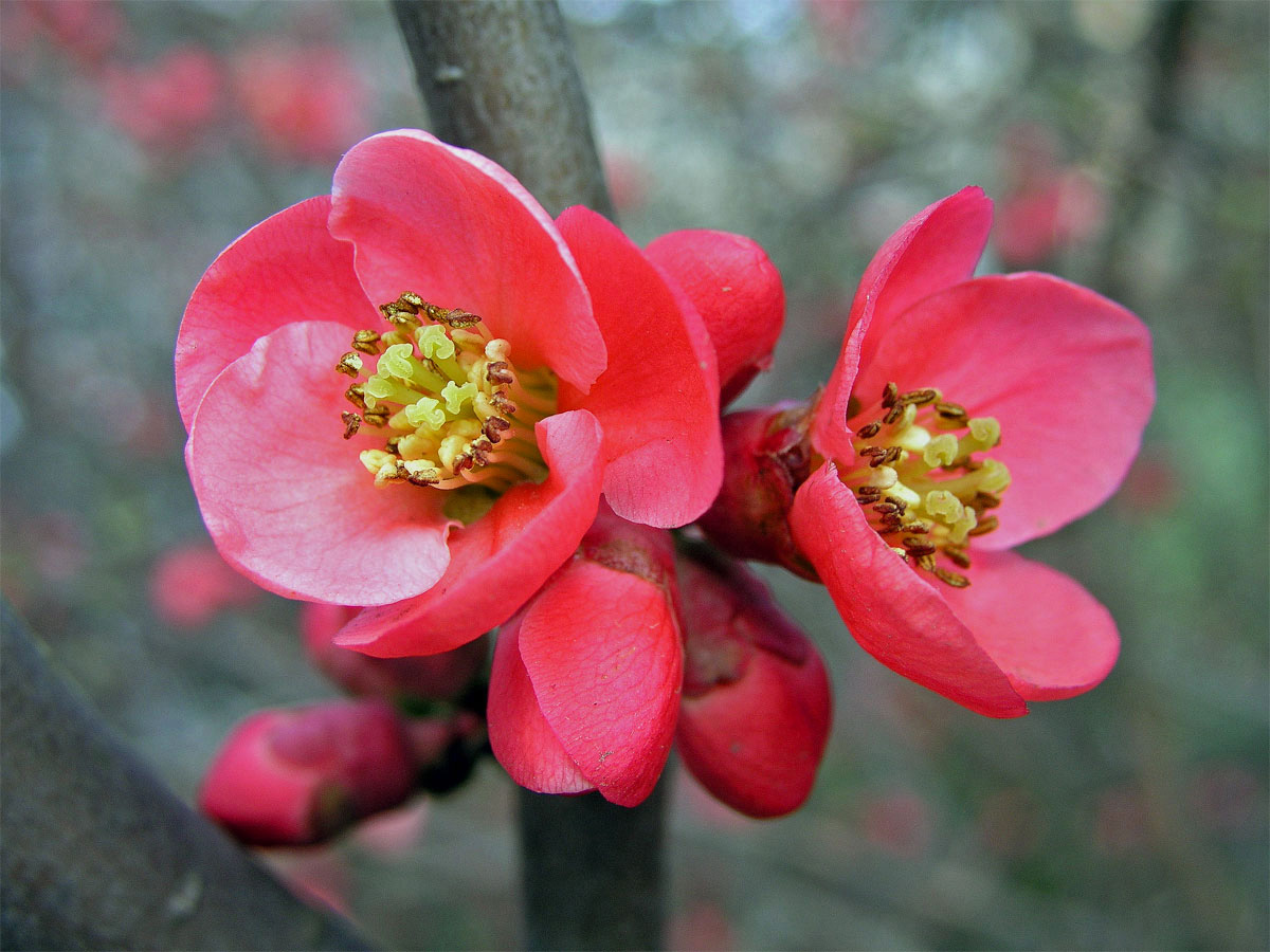 Kdoulovec ozdobný (Chaenomeles speciosa (Sweet) Nakai)