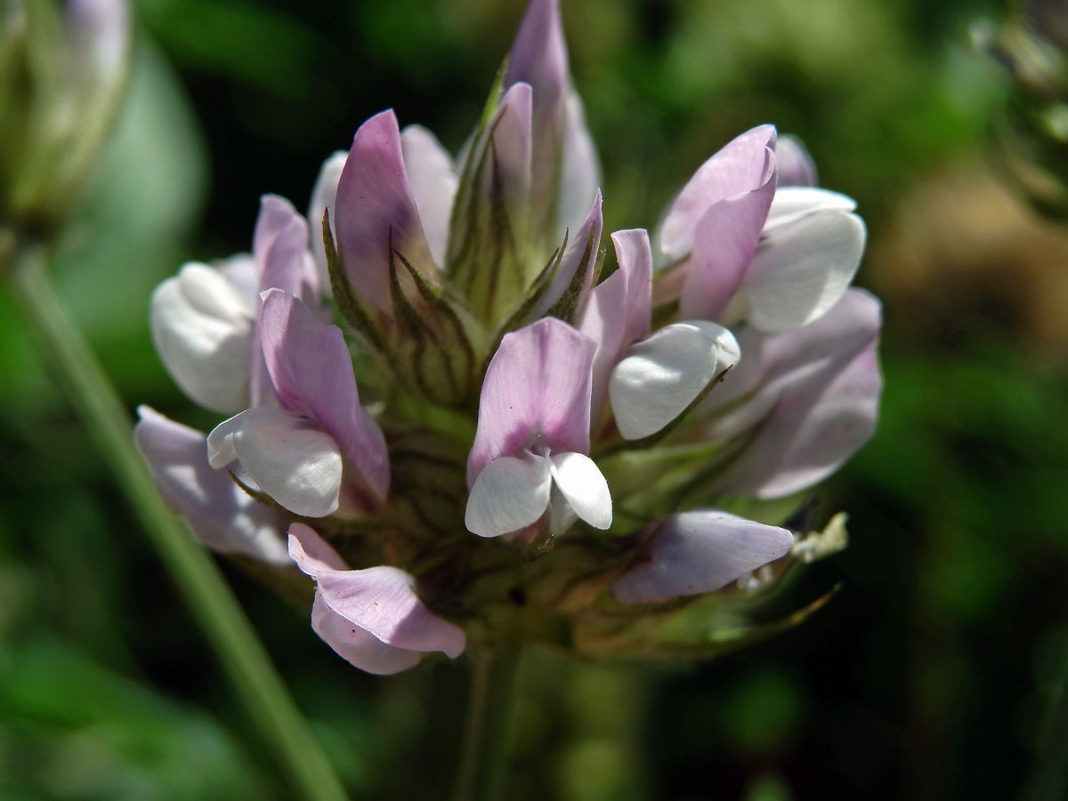 Bituminárie modrá (Bituminaria bituminosa (L.) Stirton)