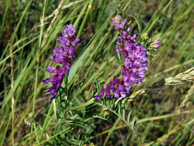 Vikev ptačí (Vicia cracca L.)