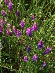 Vikev ptačí (Vicia cracca L.)