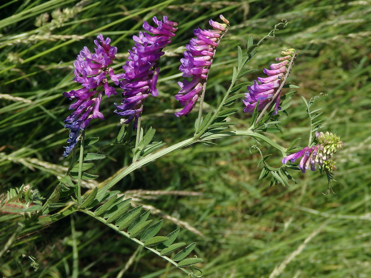 Vikev ptačí (Vicia cracca L.)