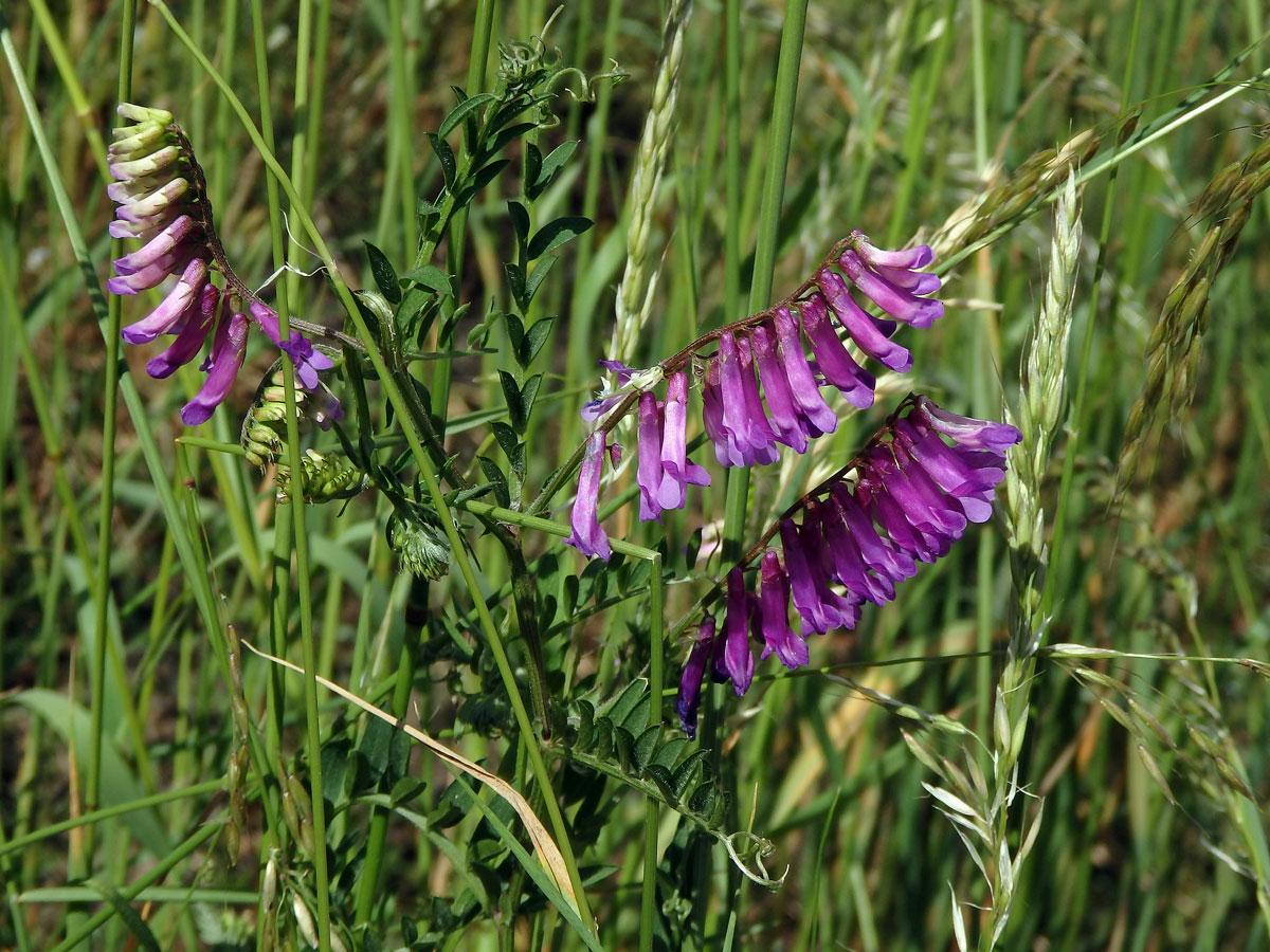 Vikev ptačí (Vicia cracca L.)