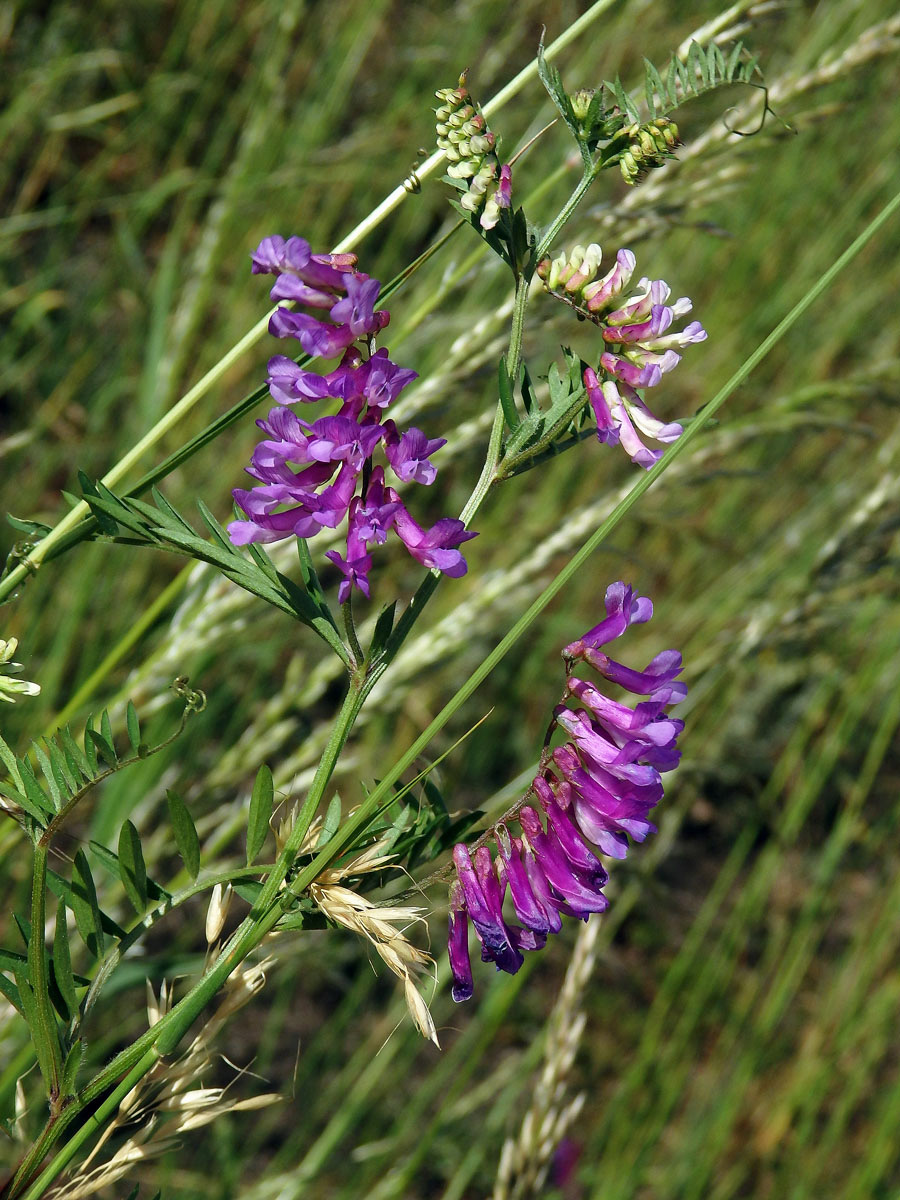 Vikev ptačí (Vicia cracca L.)