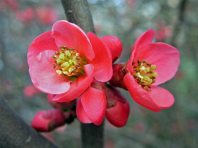 Kdoulovec ozdobný (Chaenomeles speciosa (Sweet) Nakai)