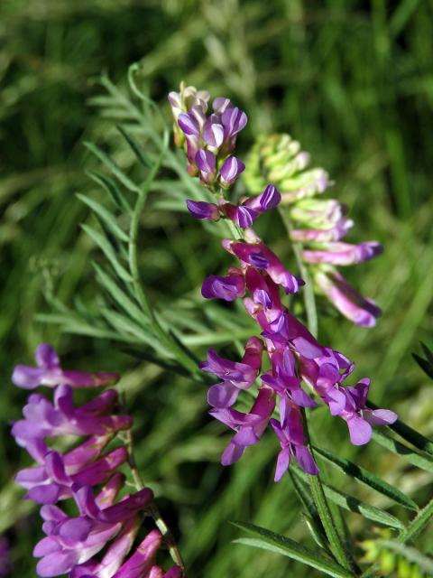 Vikev ptačí (Vicia cracca L.)