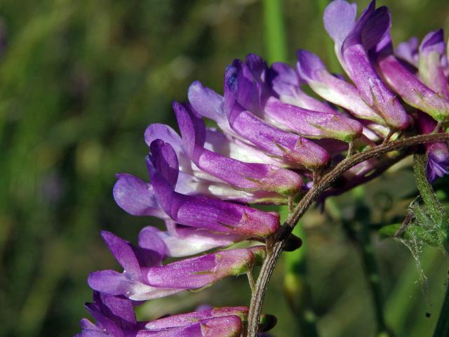 Vikev ptačí (Vicia cracca L.)