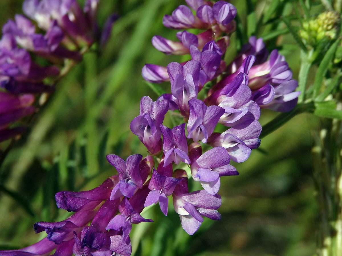 Vikev ptačí (Vicia cracca L.)