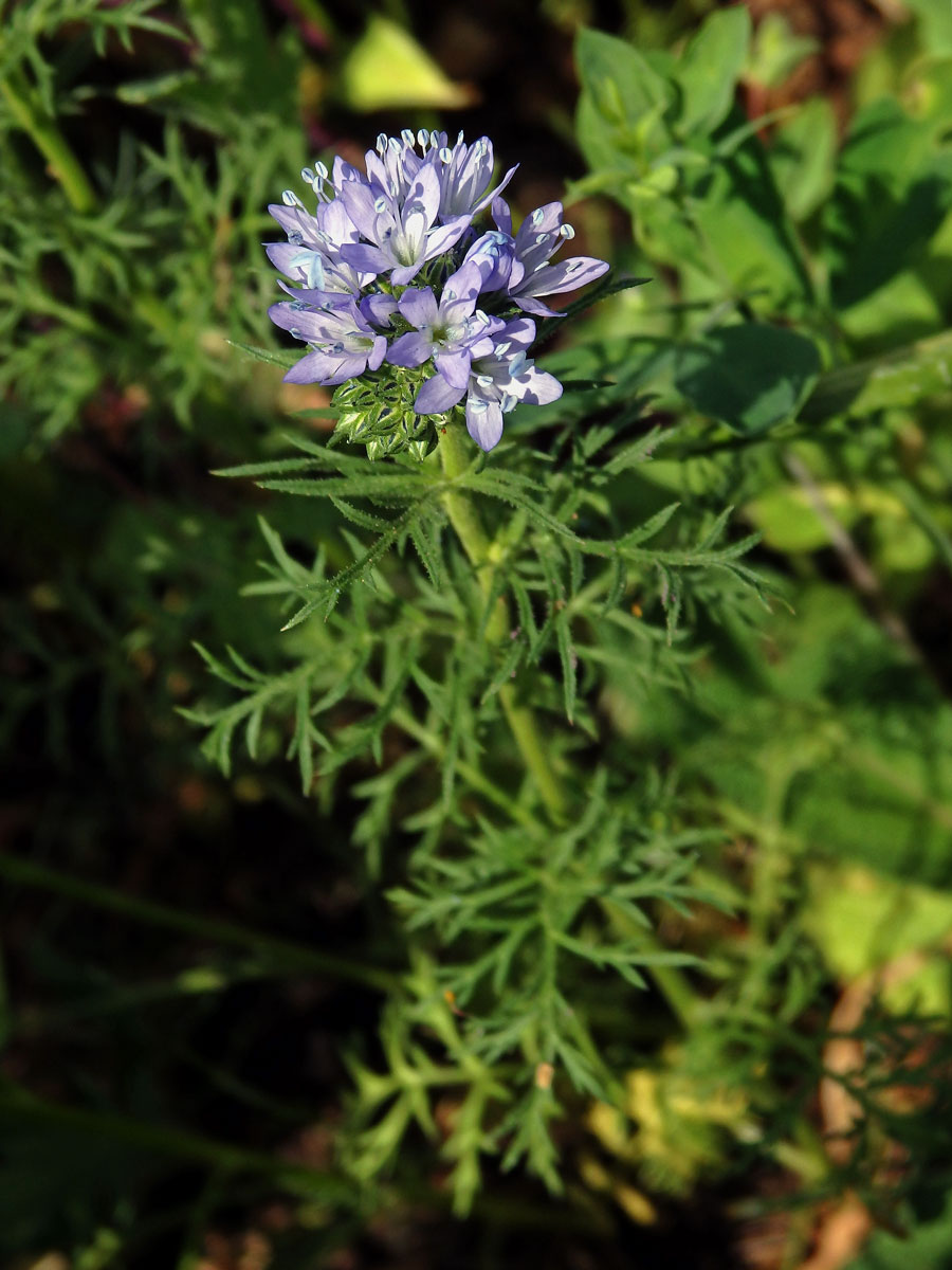 Proměnka (Gilia capitata Sims)