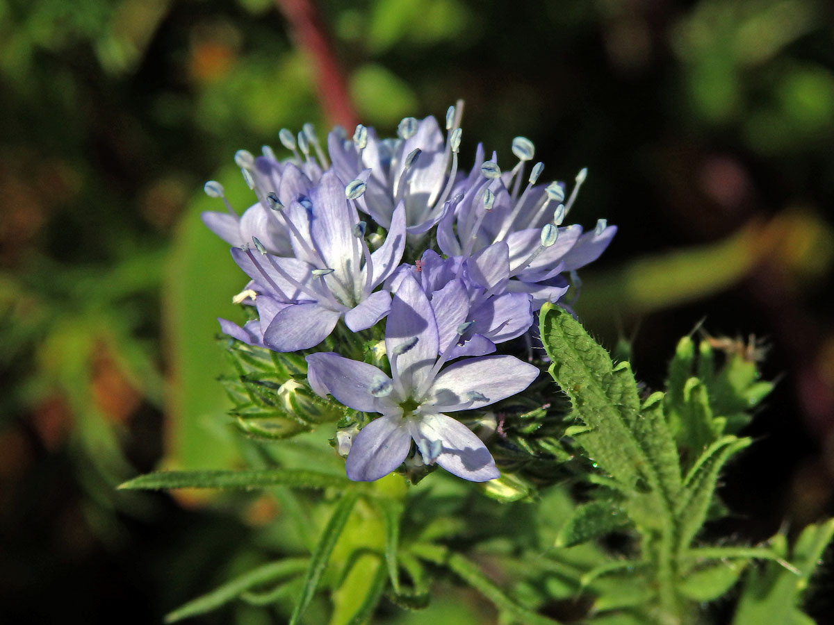 Proměnka (Gilia capitata Sims)