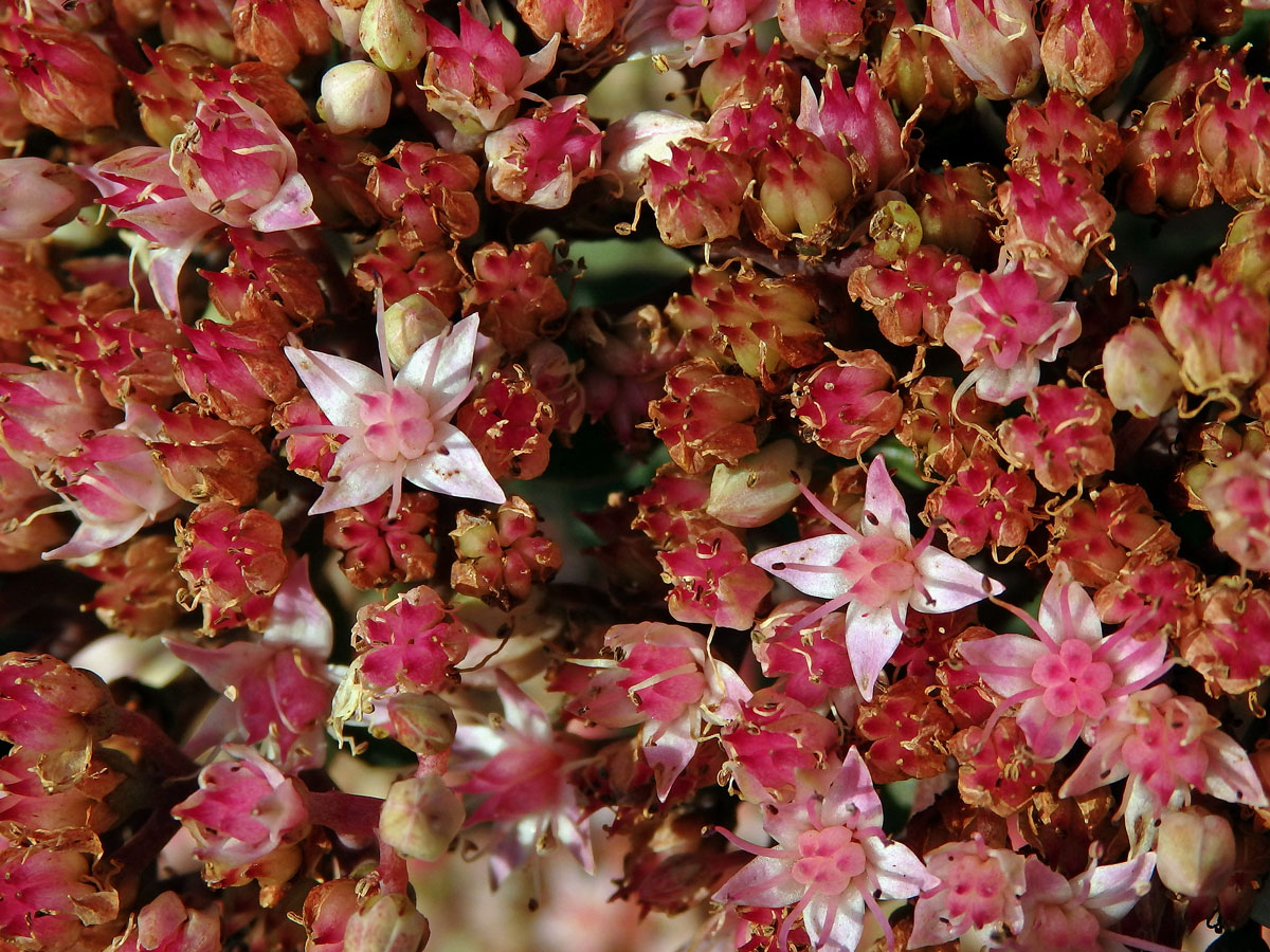 Rozchodníkovec nachový (Hylotelephium telephium (L.) H. Ohba), čtyřčetné květy