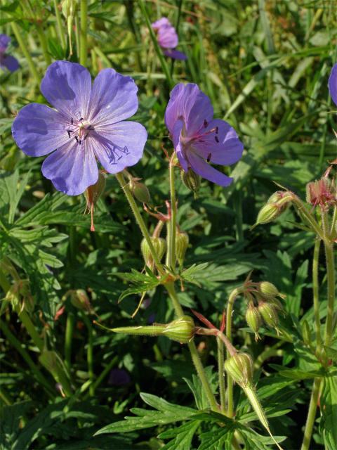 Kakost luční (Geranium pratense L.)