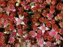 Rozchodníkovec nachový (Hylotelephium telephium (L.) H. Ohba), čtyřčetné květy