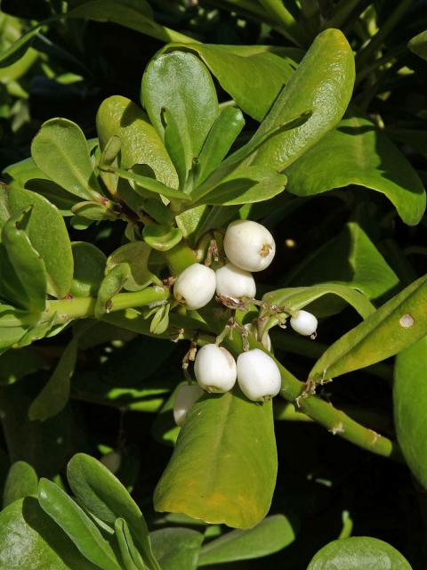 Vějířovka obecná (Moral obecný) (Scaevola taccada (Gaertn.) Roxb.)