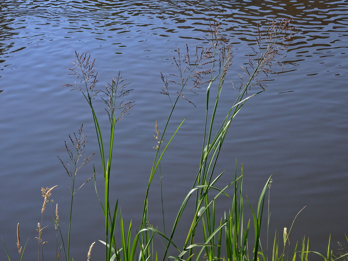 Zblochan vodní (Glyceria maxima (Hartm.) Holmb.)