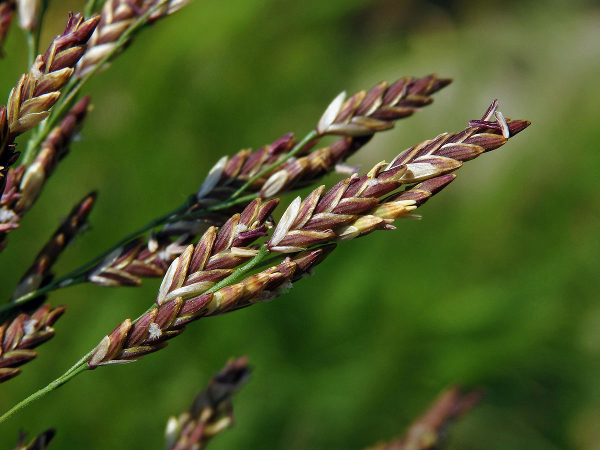 Zblochan vodní (Glyceria maxima (Hartm.) Holmb.)