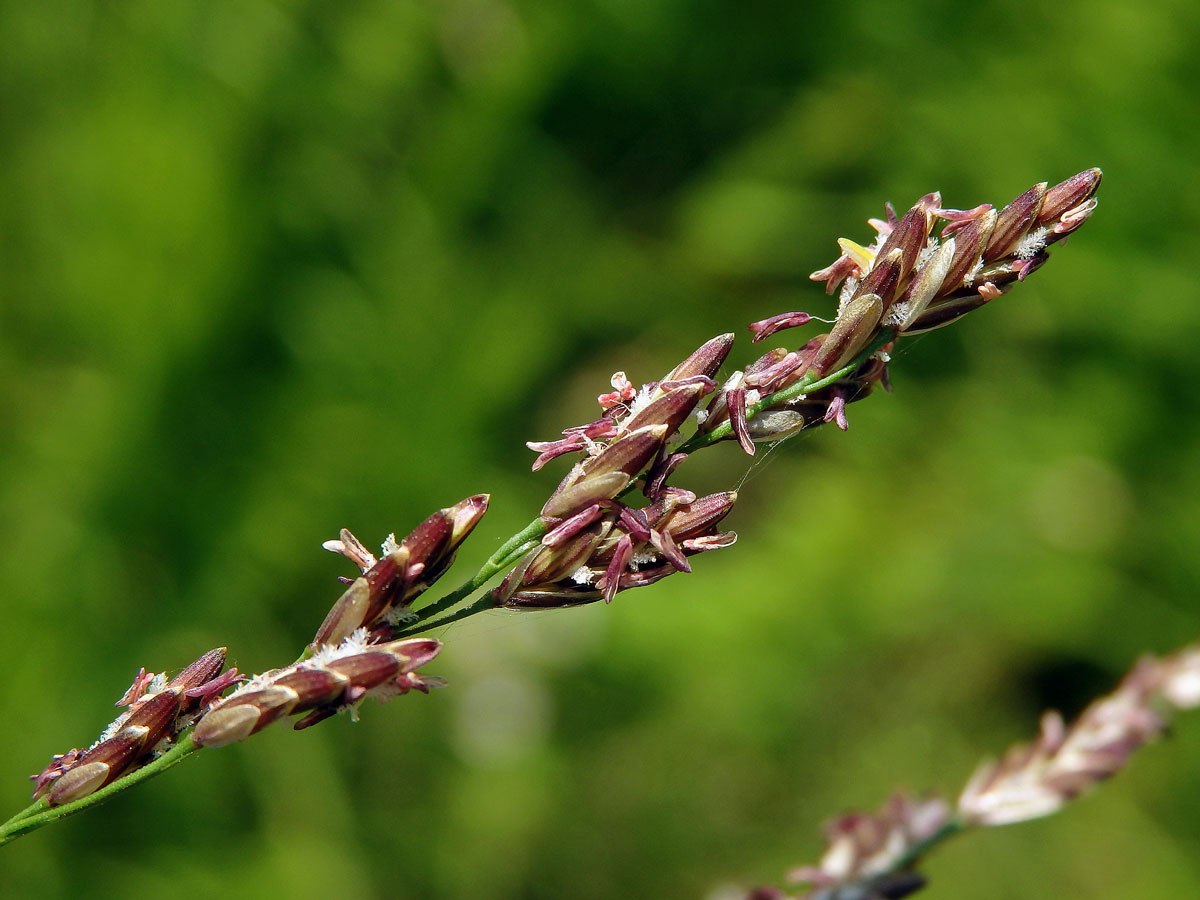 Zblochan vodní (Glyceria maxima (Hartm.) Holmb.)