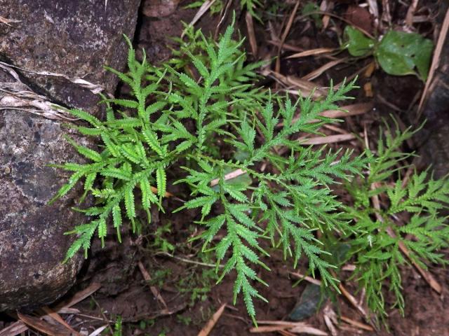 Selaginella flabellata (L.) Spring