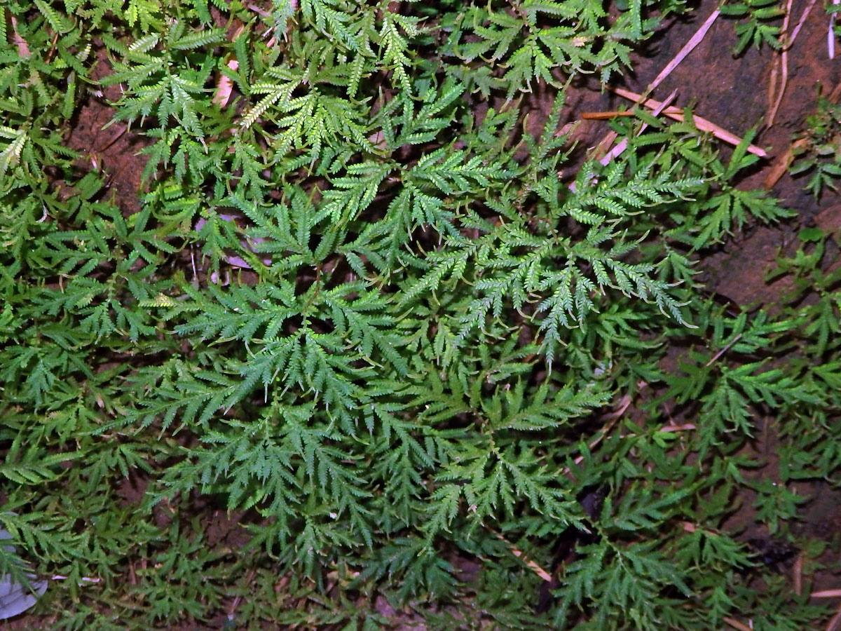 Selaginella flabellata (L.) Spring