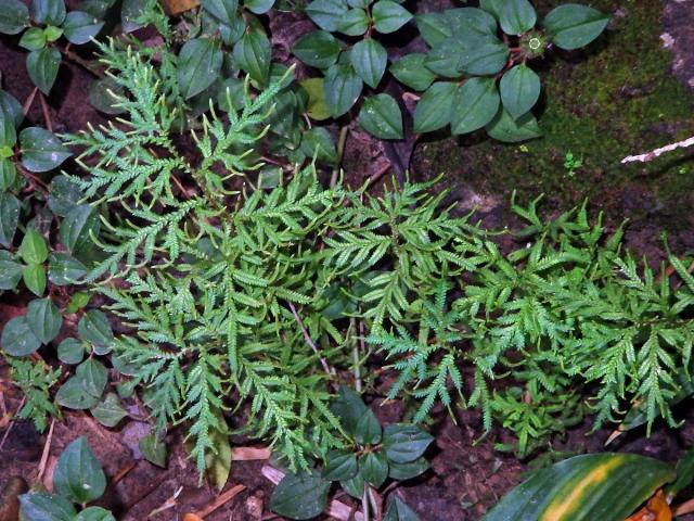 Selaginella flabellata (L.) Spring