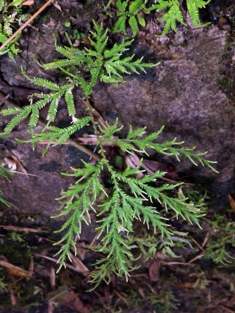 Selaginella flabellata (L.) Spring