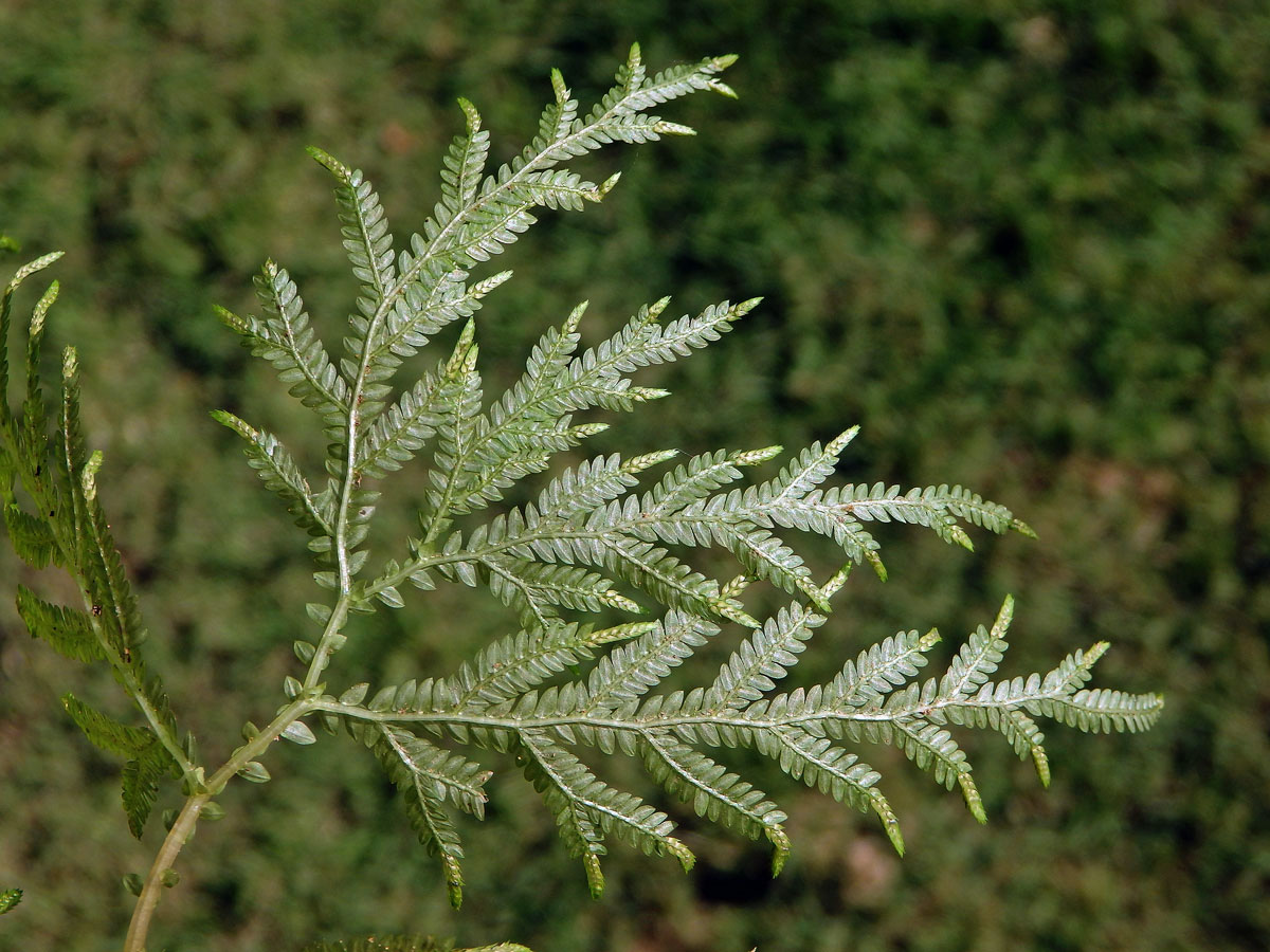 Selaginella flabellata (L.) Spring