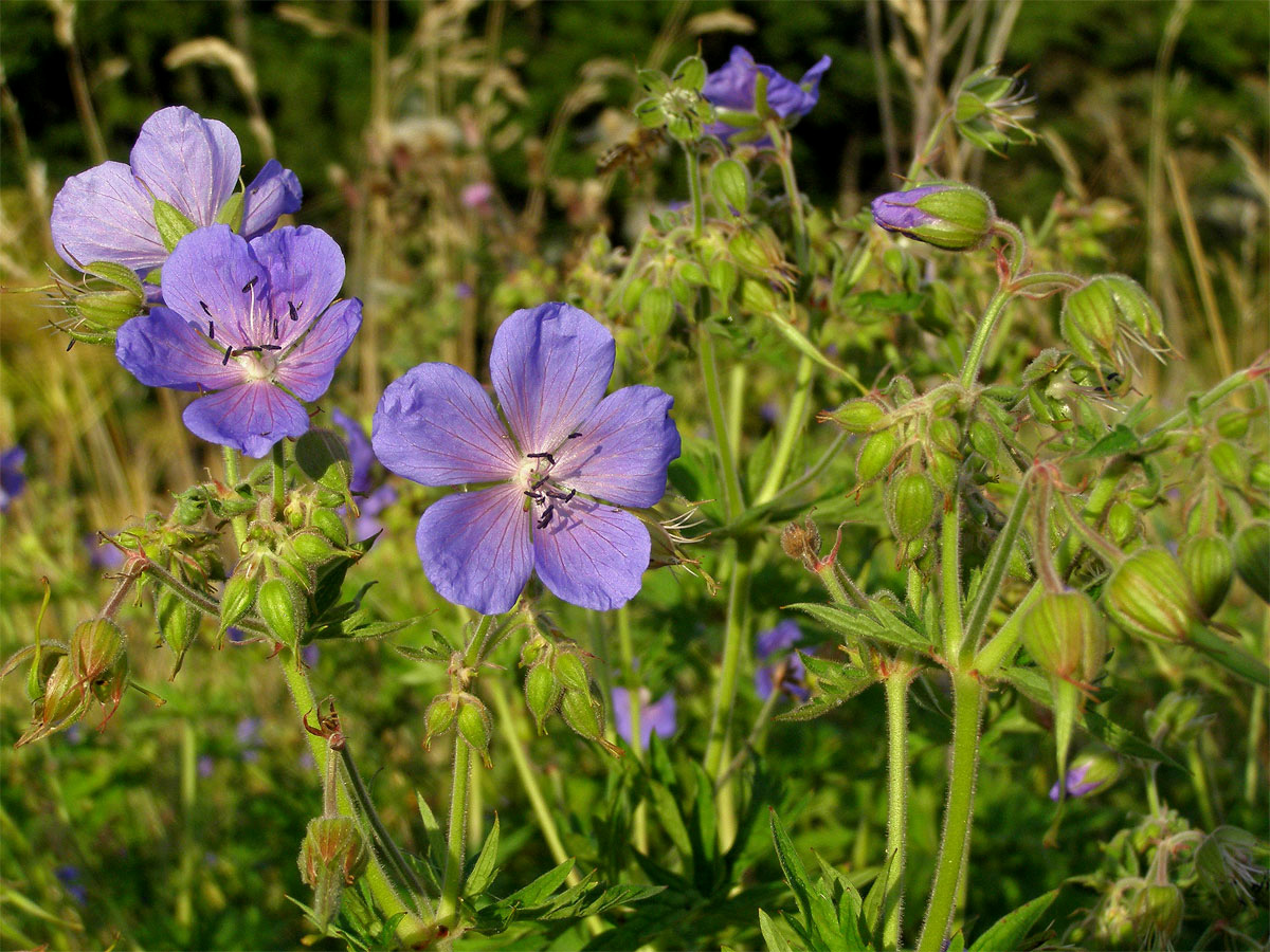 Kakost luční (Geranium pratense L.)