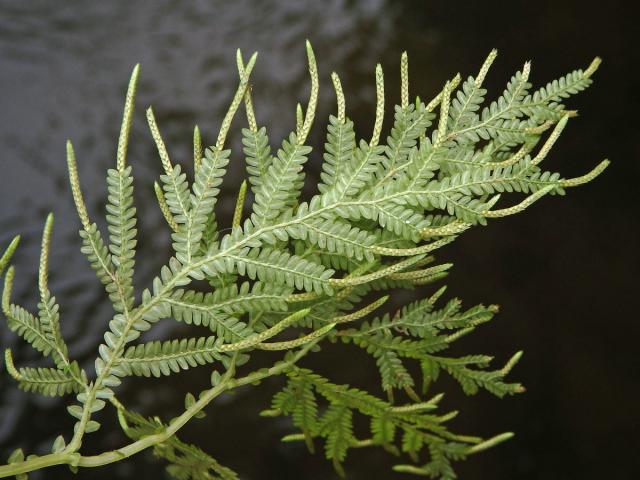 Selaginella flabellata (L.) Spring