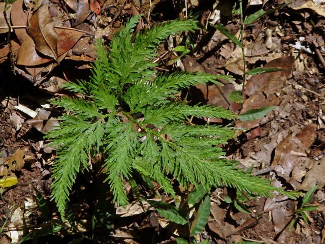 Selaginella padangensis Hieron