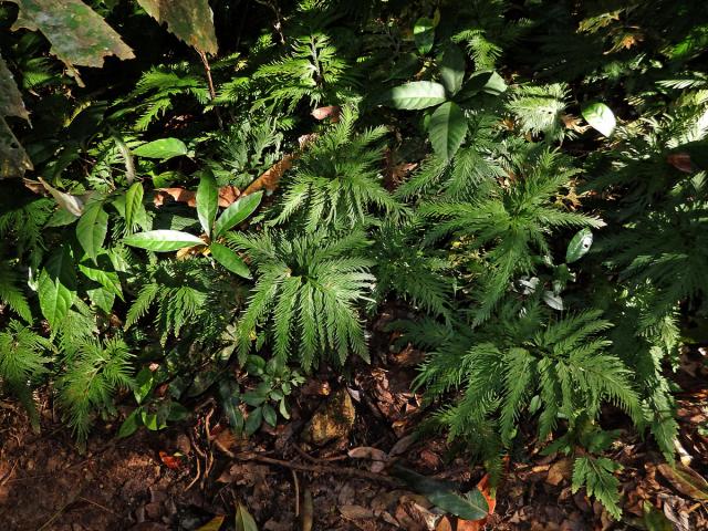 Selaginella padangensis Hieron