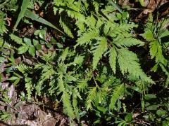 Selaginella padangensis Hieron