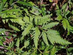 Selaginella padangensis Hieron