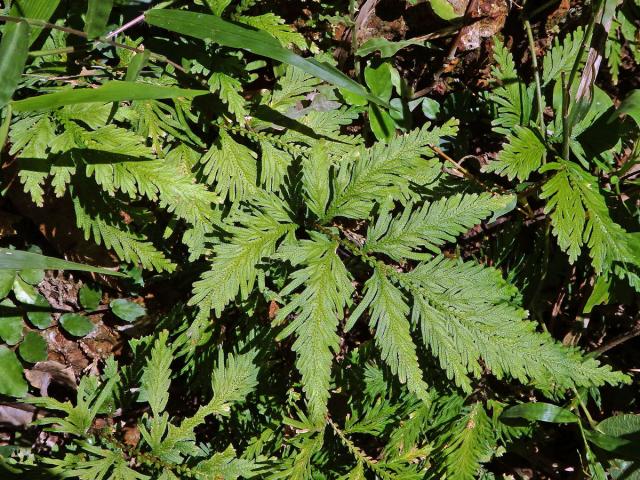 Selaginella padangensis Hieron