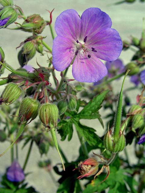 Kakost luční (Geranium pratense L.)