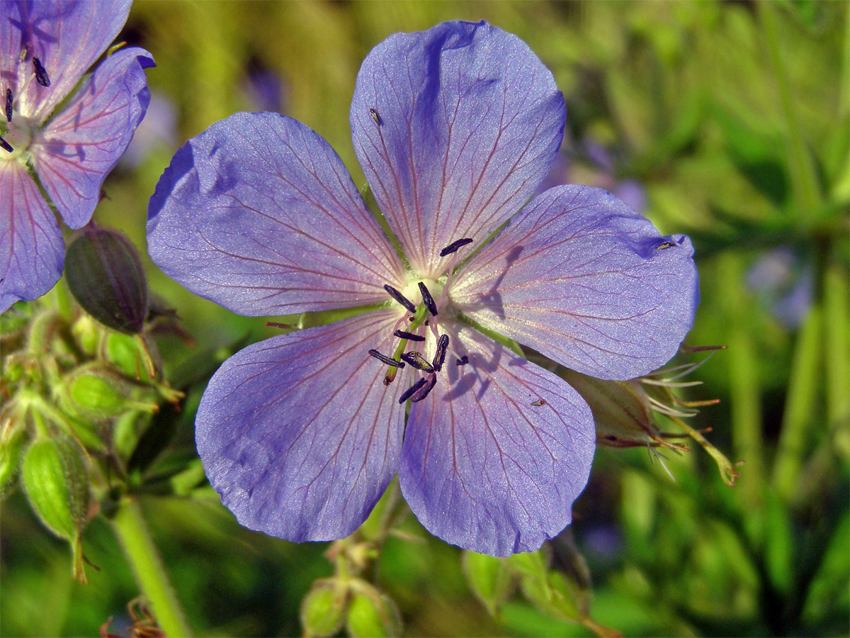 Kakost luční (Geranium pratense L.)