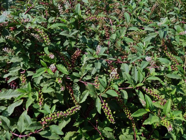 Líčidlo americké (Phytolacca americana L.)