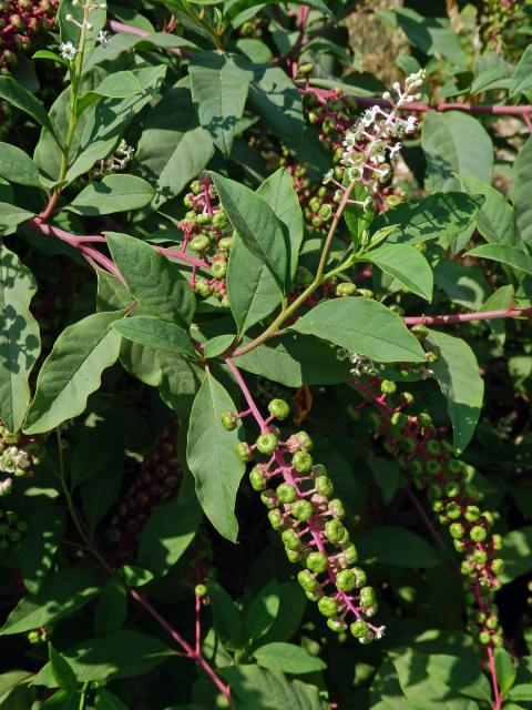 Líčidlo americké (Phytolacca americana L.)