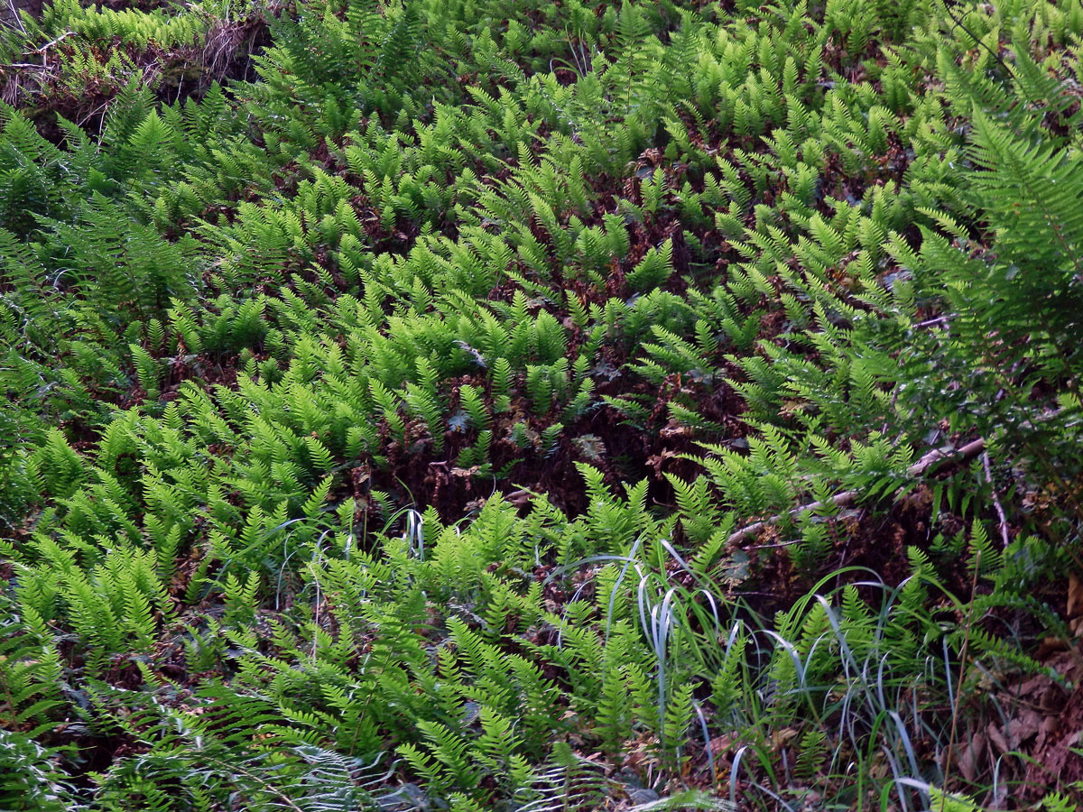 Osladič obecný (Polypodium vulgare L.)