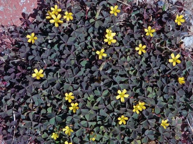 Šťavel růžkatý (Oxalis corniculata L.)