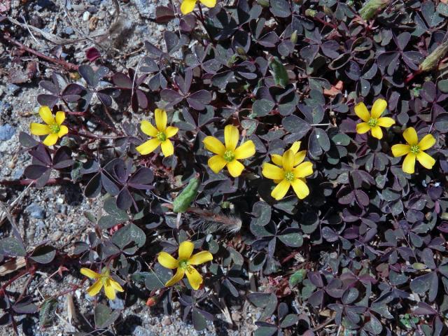 Šťavel růžkatý (Oxalis corniculata L.)