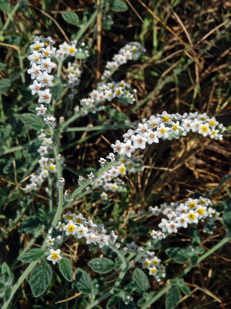 Otočník (Heliotropium hirsutissimum Grauer)