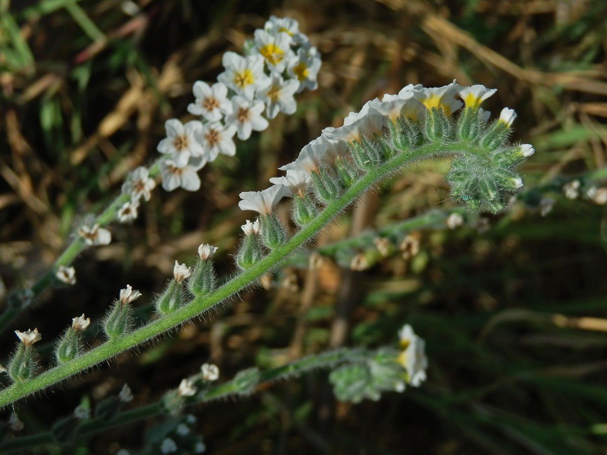 Otočník (Heliotropium hirsutissimum Grauer)