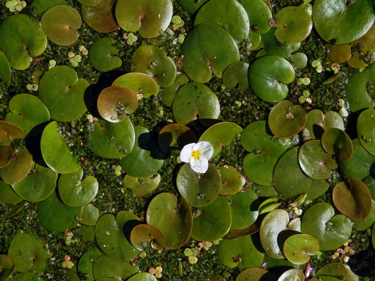 Voďanka žabí (Hydrocharis morsus-ranae L.)