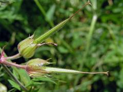 Kakost luční (Geranium pratense L.)