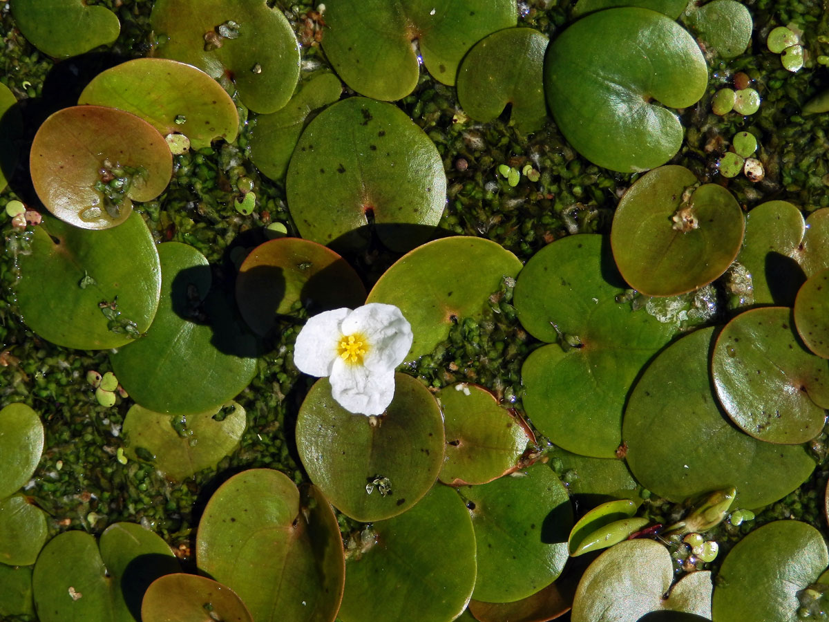 Voďanka žabí (Hydrocharis morsus-ranae L.)