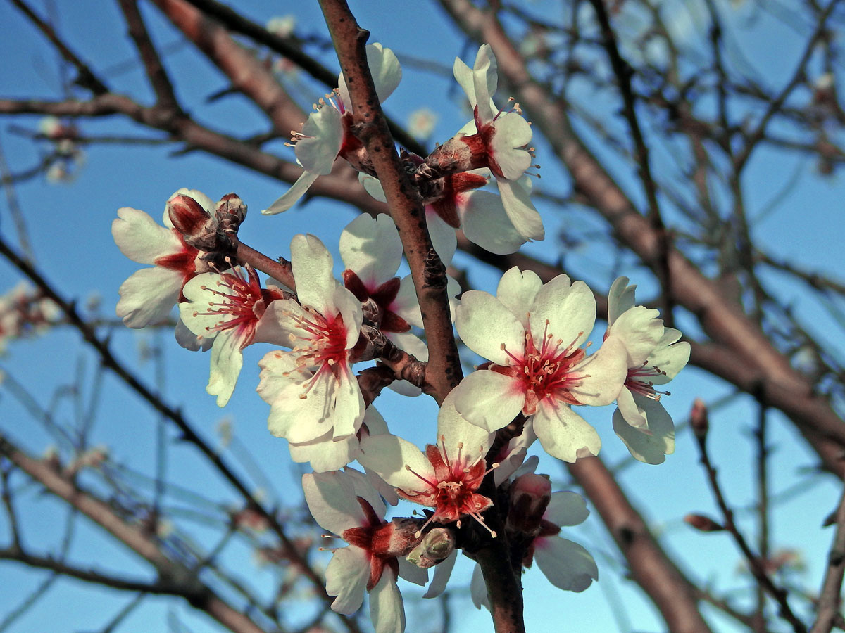 Mandloň obecná (Prunus dulcis (Mill.) D. A. Webb)